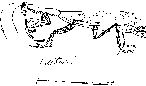 kudlanka n�bo�n� (zv�t�eno)