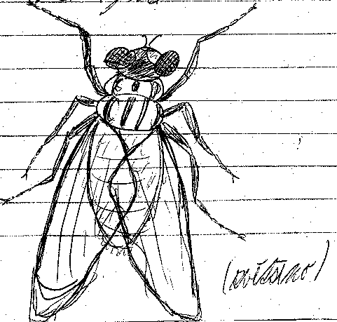 moucha (zv�t�eno)