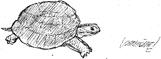 �elva (zmen�eno)